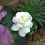 葉ボタンの良さが分からないが植えてしまう 葉ボタンの良さが分からないが植えてしまう