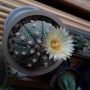 兜丸の花が咲いたので動画にしてみた 兜丸の花が咲いたので動画にしてみた